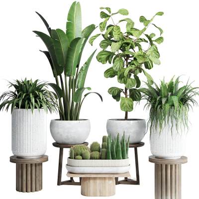 现代植物盆栽